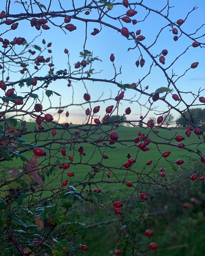 ASTROLOGICAL WEATHER | NOVEMBER 16–22