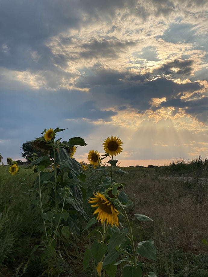 ASTROLOGICAL WEATHER | WEEKLY RITUALS July 13- July 19