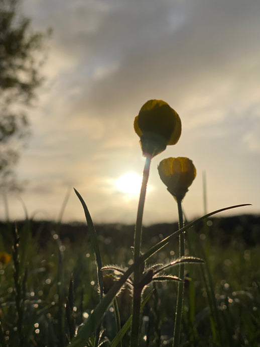 ASTROLOGY for HOLISTIC WELLBEING with Birgitta Bellême